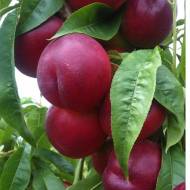 Саджанець Нектарин Старк Ред Голд 